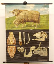 Tableau JKQ Mouton Dolly
