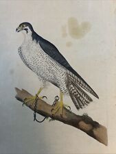 Ornithologie Acquaforte 1823