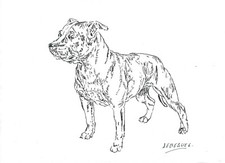 Le Bull Terrier Dessin Encre