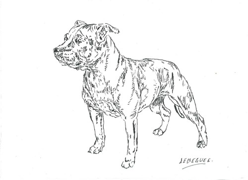 Bull terrier dessin - terrier,