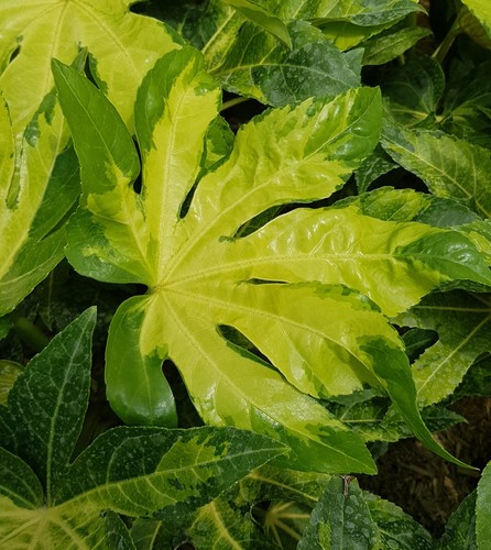 Fatsia japonica camouflage - japonica, camouflage™