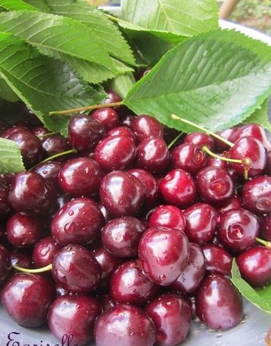 Cerisier griotte du nord - griotte,