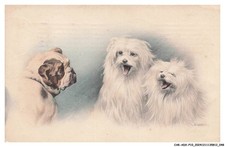 CAR-ADXP10-0520-CHIEN - BICHON HAVANAIS