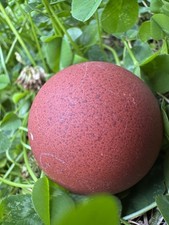 Black Copper Marans Hatching