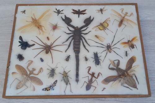 Insectes géants naturalisés