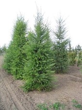 Japanese Larch, (Larix