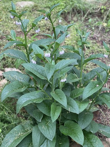 Large bocking comfrey - 20,