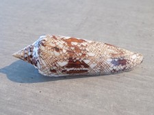 Coquillage : NEW CONIDAE