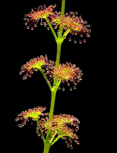 Drosera stolonifera 10 - stolonifera,