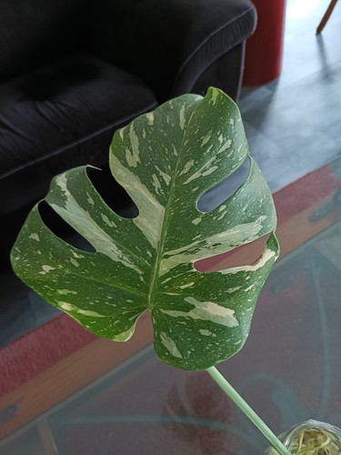 Monstera thai constellation - monstera,