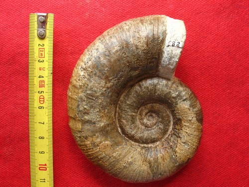 Ammonite pliensbachien - pliensbachien,