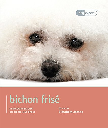 Bichon frise - bichon,