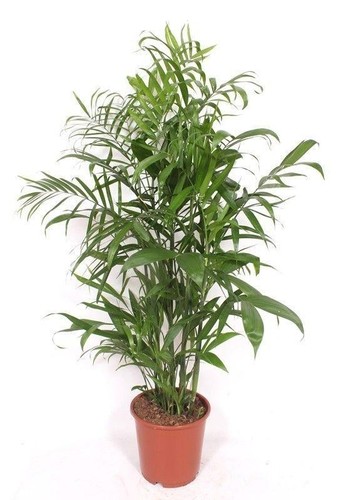 Palmier bambou chamaedorea - palmier,