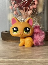 Petshop chat sphynx - ,