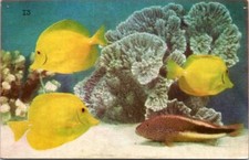 Postcard Yellow Tang & Hawkfish John G. Shedd Aquarium Chicago IL © 1932    3006