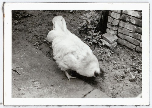 Photo ancienne une poule - photo,