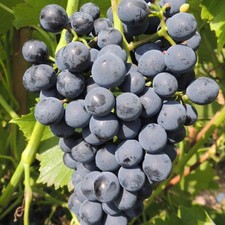 Plant de raisin Cabernet Cantor 2L - Parfait pour la vinification