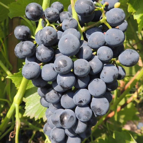 Plant raisin cabernet - raisin,
