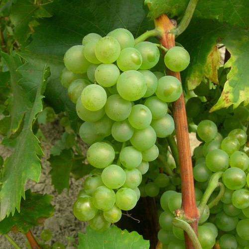 Plant raisin bianca - plant, de