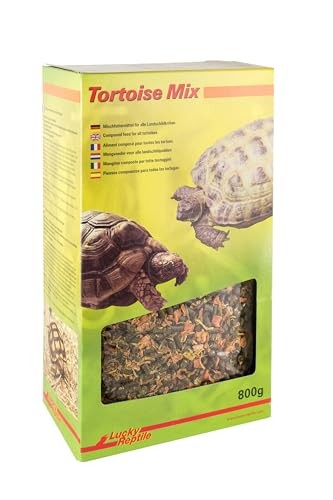 Lucky reptile mix tortoise - lucky,