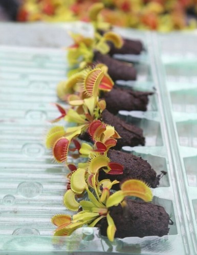 Mini mottes dionaea - mottes, x6