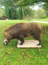 sanglier entier naturalisésur