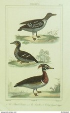 Engraving Vauthier-Buffon 'Tealle' Upscale Duck' Petrel Damier 1833