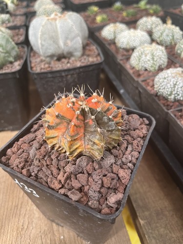Cactus gymnocalycium variegata - cactus,