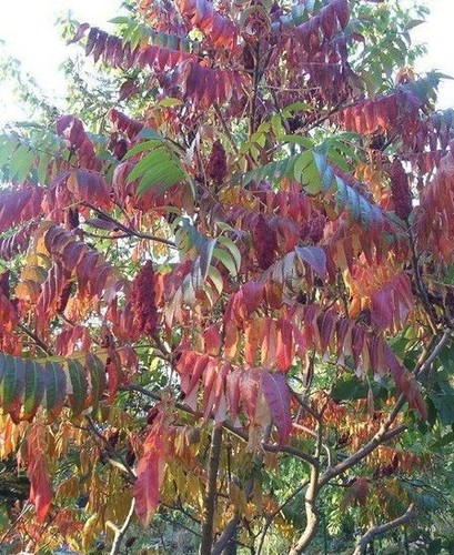 Sumac virginie rhus - sumac,