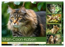 Les chats Main Coon. Les