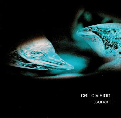 Cell division tsunami - division,