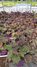 Heuchera micrantha 'Palace Purple' / Heuchère pourpre / Conteneur de 3 à 4 li...