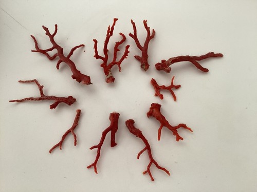 Lot branches corail - branches,