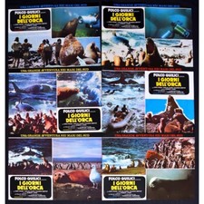 Photobustes Les Jours De L'Orque Killers Wild Folco Quilici Sous-Marin F69