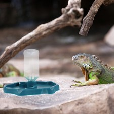  Abreuvoir Tortue Terrestre