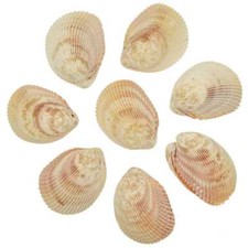 Coquillages trachycardium