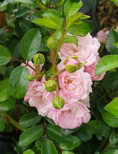Rosa pablito rosier - rosa,