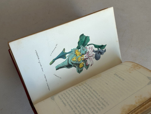 Flore des dames nouveau - dames.,