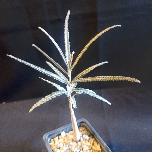 Boswellia elongata caudex - boswellia,