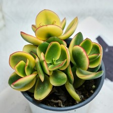 5'' Crassula Ovata Variegated, Live Succulent Plants,Rare Plants