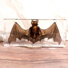 Bat Bat Display Object Taxidermy Biology Lesson
