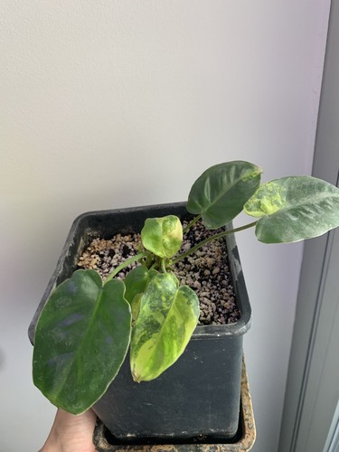 Philodendron burle marx - burle,