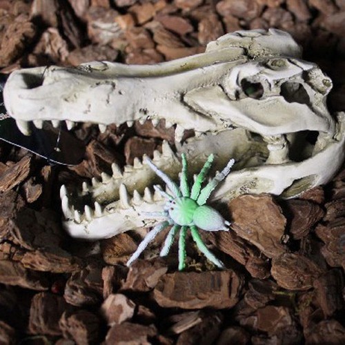 Reptile vivarium - reptile,