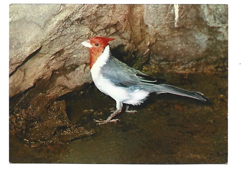 Oiseaux exotiques red - exotiques,