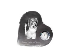 Biewer Terrier, Yorkshire