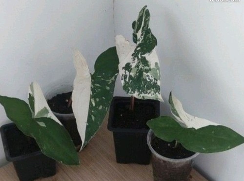 Syngonium albovariegata - syngonium,