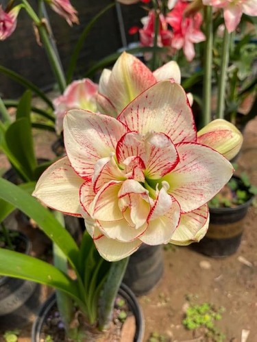 Amaryllis holland double - amaryllis,