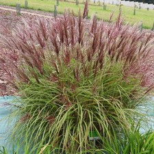 Miscanthus sinensis Red Chief