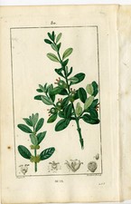 Antique Print-PL.80-BUIS-BUXUS SEMPERVIRENS-BOX-TREE-Turpin-Chaumeton-1814