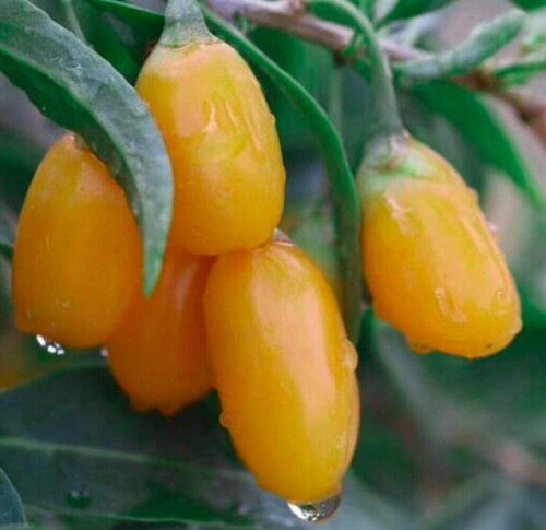 Lycium barbarum yellow goji - lycium,